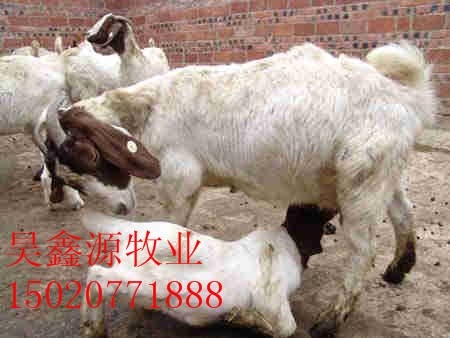 肉羊养殖技术 山东肉羊网 肉羊养殖成本