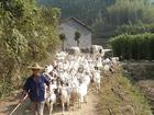 羊价格活羊价格羊养殖(图)圣利牧业