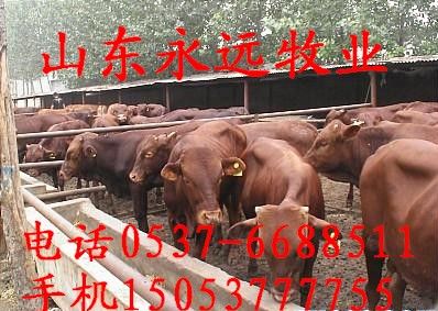 平舆哪里有养牛的场养牛基地  肉牛养殖场  肉牛养殖基地  肉牛价