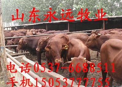 祁东哪里有养牛的场养牛基地  肉牛养殖场  肉牛养殖基地  肉牛价