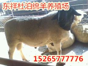 连云港纯种杜泊绵羊什么地方有卖的15265777776
