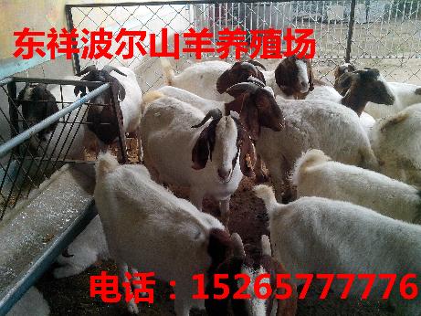 锦州市杂交山羊育肥哪家好15265777776
