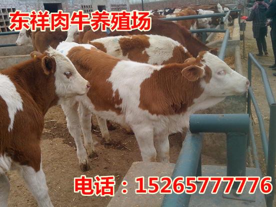 龙岩肉牛养殖场销售电话15265777776