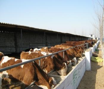 吉林肉牛养殖场肉牛基地肉牛价格