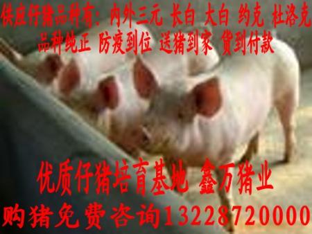 北京长白猪价格