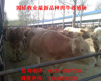 肉食牛的养殖利润