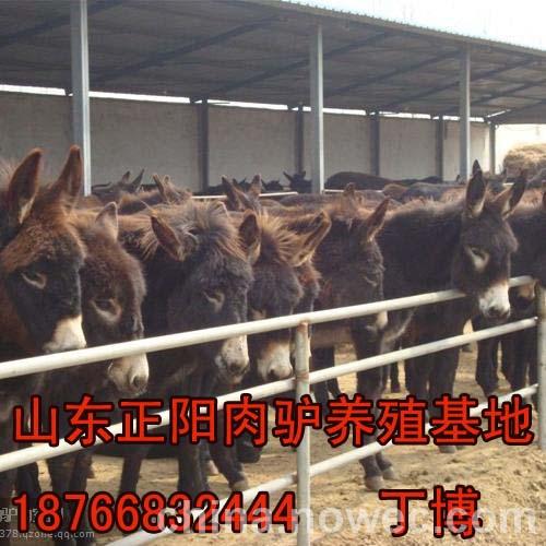 广东惠州市肉驴养殖场 广东佛山市肉驴养殖场