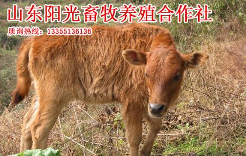 肉牛新品种介绍利木赞牛养殖技术介绍