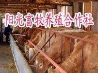 柳州市肉牛养殖交易市场利木赞牛养殖效益