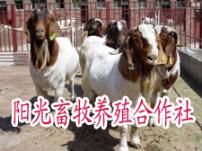 宝鸡市肉牛犊小羊羔养殖基地