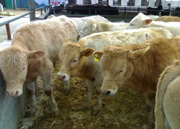 商机信息 养殖肉牛什么季节引种最合适