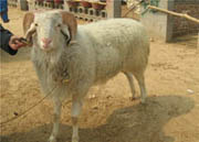 波尔山羊育成羊的饲养管理 肉羊的发情配种