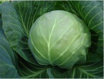 唐山市玉田县甘蓝2018火热销售中 唐山市玉田县甘蓝2018火热销售中