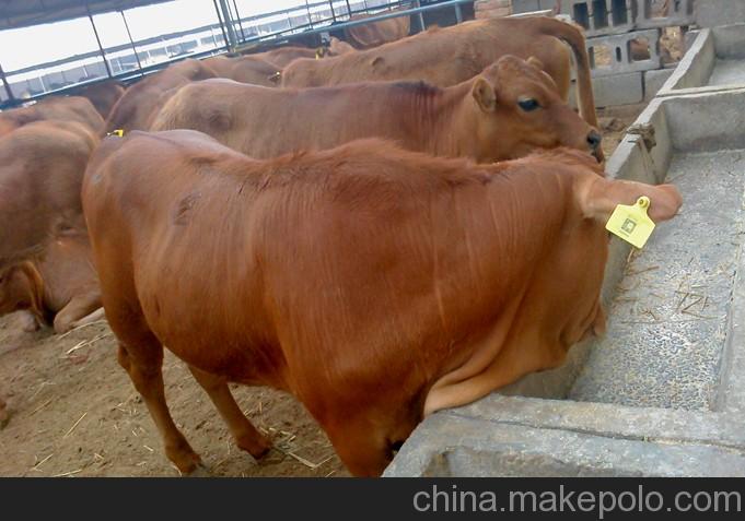 中国最大肉牛犊场在什么地方