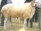 西门塔尔牛 纯种小尾寒羊