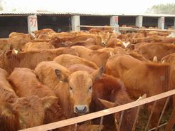波尔山羊养殖场鲁西黄牛养殖场肉牛种