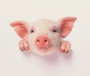 岑溪猪价格 养殖 仔猪 全新 品种