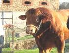 养牛 鲁西黄牛的品种介绍肉牛多少钱一斤 最新的肉牛价格报价