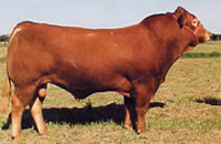 山东三和肉牛养殖场 新肉牛品种 肉牛种牛苗 肉牛养殖