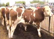 怎样养殖肉牛西门塔尔牛夏洛莱牛