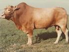 肉牛养殖场-肉牛-肉牛养殖-肉牛价格-