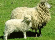 波尔山羊 小尾寒羊 绒山羊 黑山羊 种羊