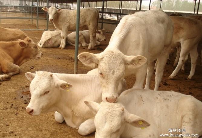 2014年牛犊育肥牛的饲养管理