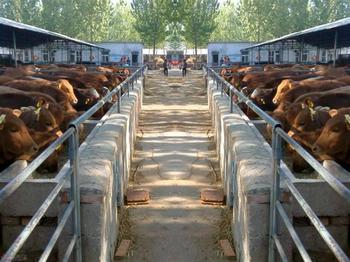 肉牛品种价格小肉牛牛犊价格成品牛价格-国珍牧业