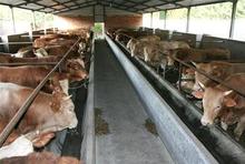 河北黄牛养殖场-黄牛价格