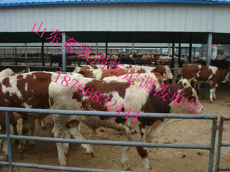 安徽省肉牛的市场价格行情