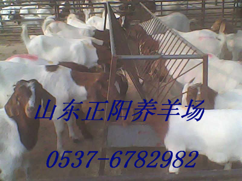 安徽铜陵波尔山羊养殖场ZZ
