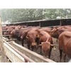 兰州肉牛犊最新价格