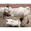 肉驴崽子养殖场