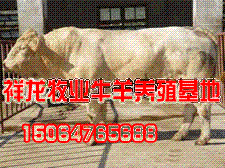 夏洛莱牛价格肉牛犊养殖技术