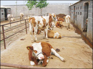 鲁西黄牛的发展形式 山东鲁西黄牛