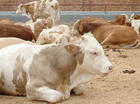 牛犊的养殖-牛犊-肉牛犊养殖价格