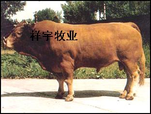 肉牛羊养殖成本吉林省肉牛价格肉牛养殖