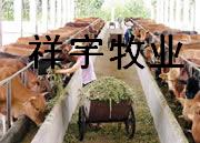 肉牛品种介绍肉牛养殖肉牛效益分析