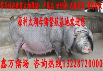 昌邑太湖母猪价格