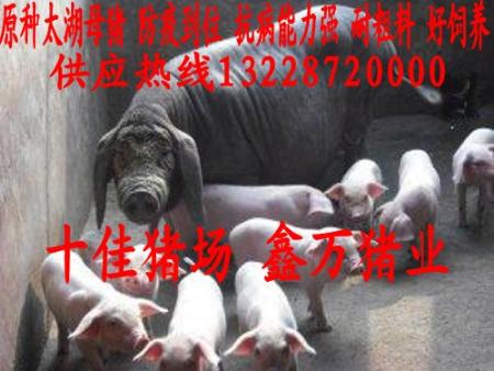 滨州太湖母猪价格
