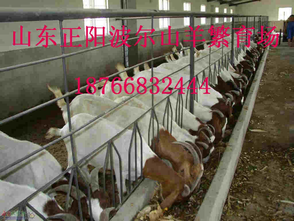 安徽波尔山羊养殖场广西波尔山羊养殖场