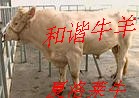 山东夏洛莱牛养殖-引进法国夏洛莱牛杂交