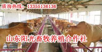 肉牛犊养殖成本分析肉牛犊养殖利润分析