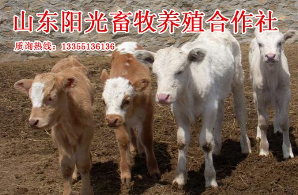 中国养牛专家信息讲解肉牛养殖效益