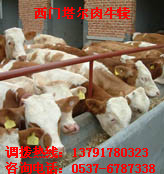 肉牛养殖效益分析及品种推荐