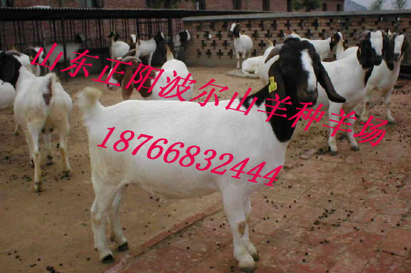 安徽滁州波尔山羊养殖场