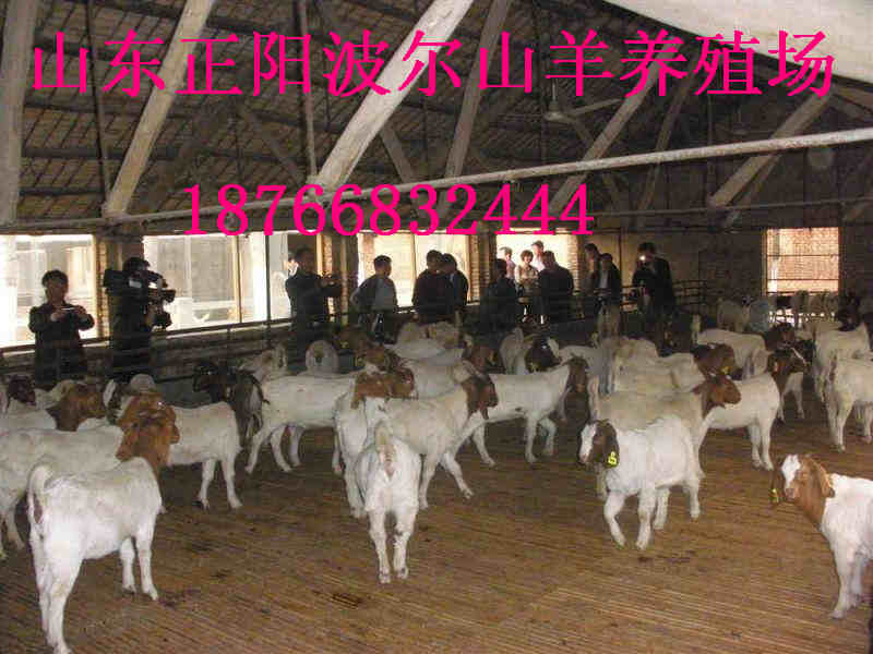 安徽宣城波尔山羊养殖场