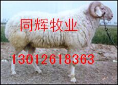 青海有大型小尾寒羊养殖繁育基地吗肉羊价格
