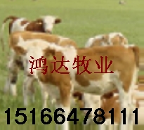 改良牛小育肥牛犊小尾寒羊中国养牛关于养牛