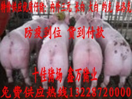 全新发布上海市仔猪价格
